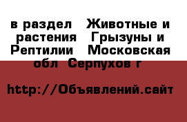  в раздел : Животные и растения » Грызуны и Рептилии . Московская обл.,Серпухов г.